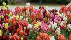 Antirrhinum bude celé leto bohato kvitnúť: kompletný sprievodca