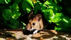 Myši nenávidia tieto rastliny najviac: jednoduchá ochrana záhrady