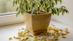 Fikus nerastie? Skutočný dôvod, ktorý 90 % pestovateľov kvetín prehliada