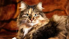 Mýtus o „×7“ je už dávno prekonaný – takto sa v skutočnosti počíta vek mačiek